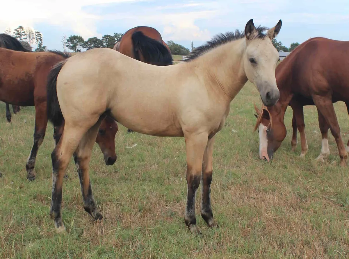 Cats Frosty Doll, a buckskin filly, standing in a pasture with the herd