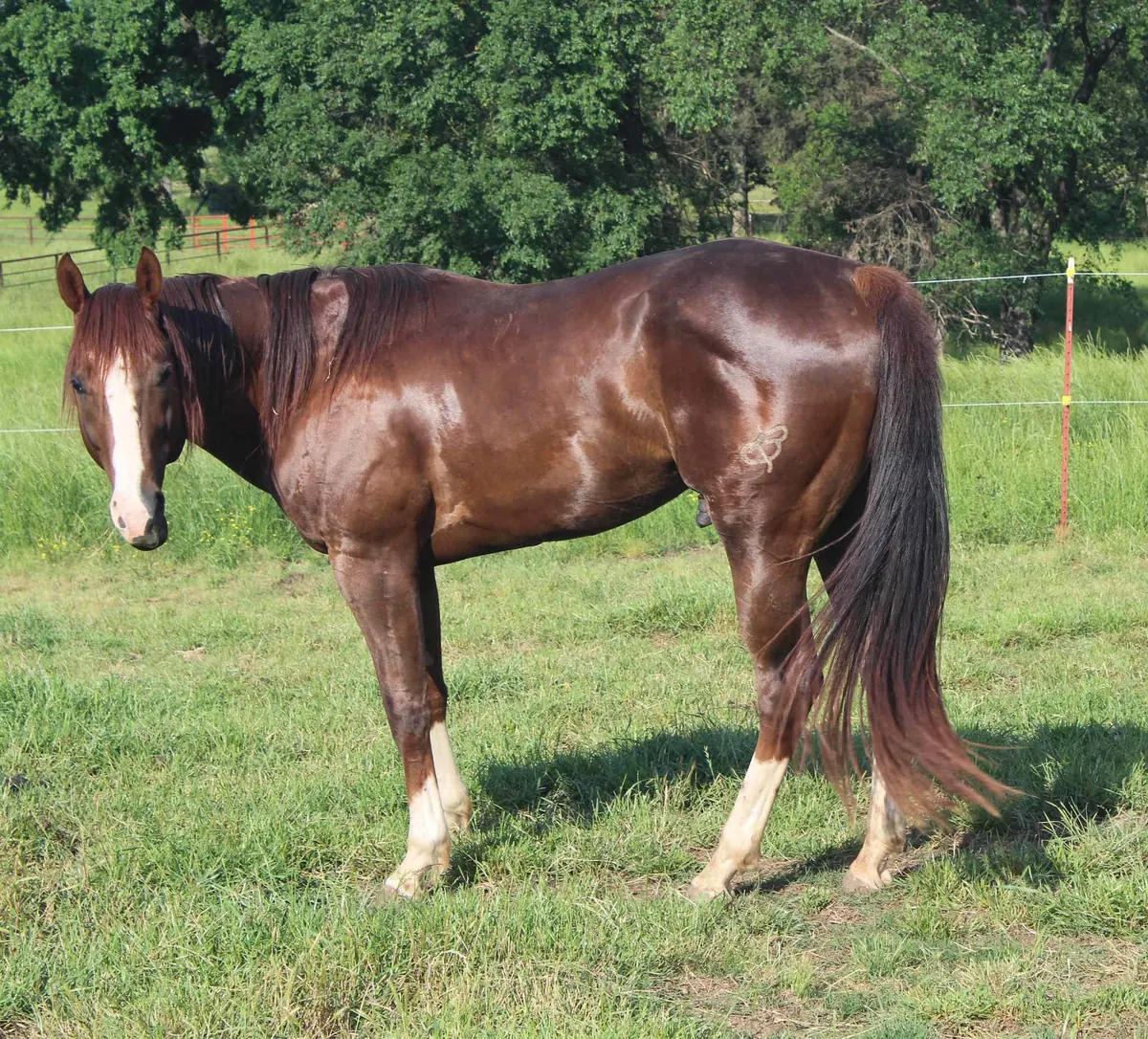 My Famous Firewater, a sorrel stallion with a blaze, standing in a pasture