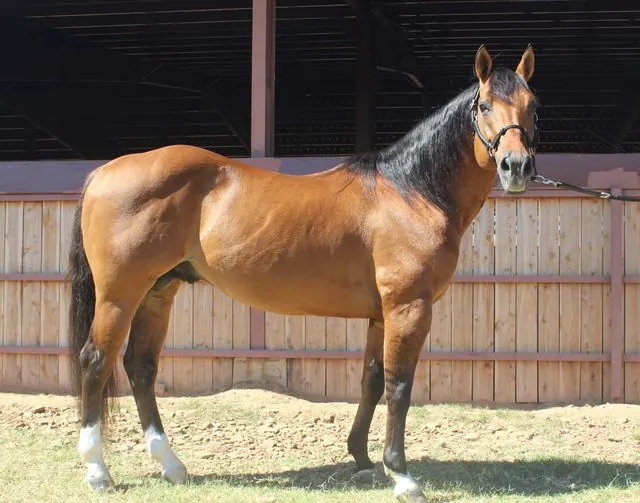 Dun Stylish, a dun stallion, standing in front of a barn