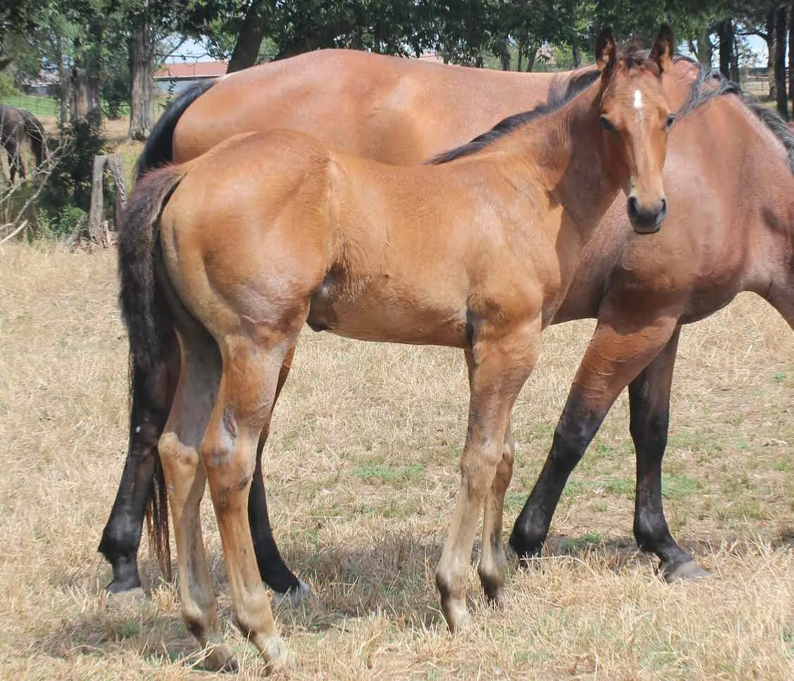 RF Dolls Firewater, a bay colt with a star, standing beside his dam