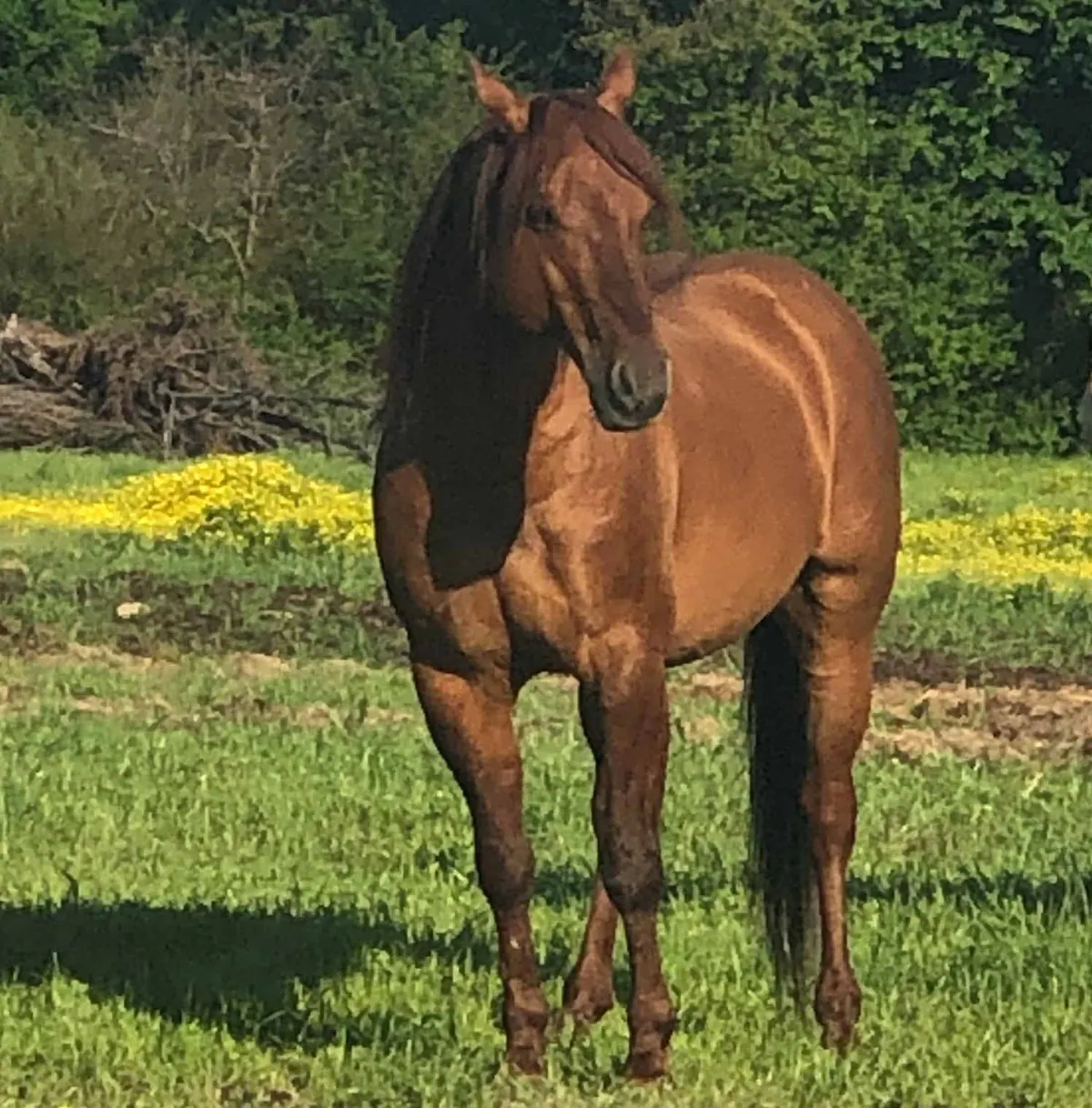 Cats Colonel, a red dun stallion, standing in a pasture of yellow wildflowers
